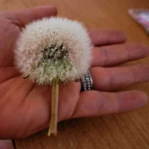 Dandelion Taraxacum Organic - 20 Seeds