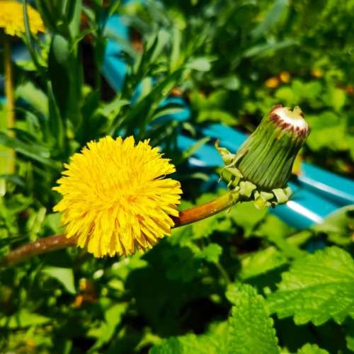 Dandelion Taraxacum Organic - 20 Seeds