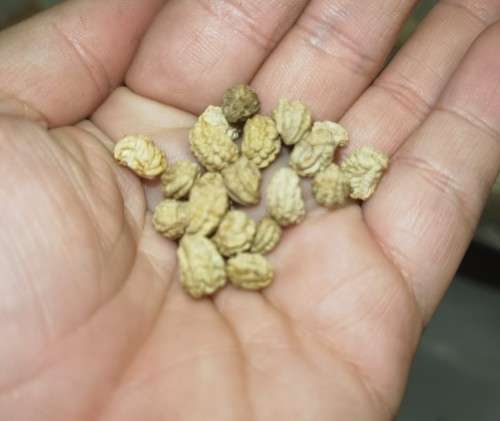 Nasturtium Climbing Mix Organic - 20 Seeds