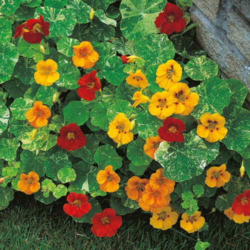 Nasturtium Climbing Mix Organic - 20 Seeds