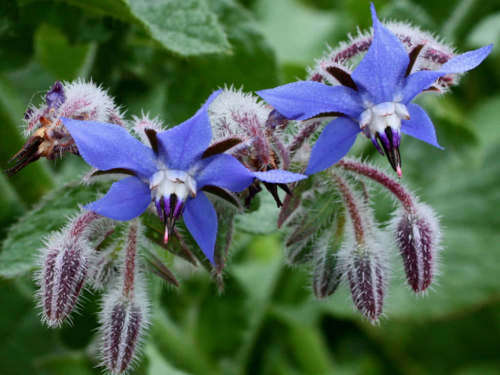 Borage Purple Edible Flower Organic - 30 Seeds