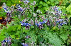 Borage Purple Edible Flower Organic - 30 Seeds