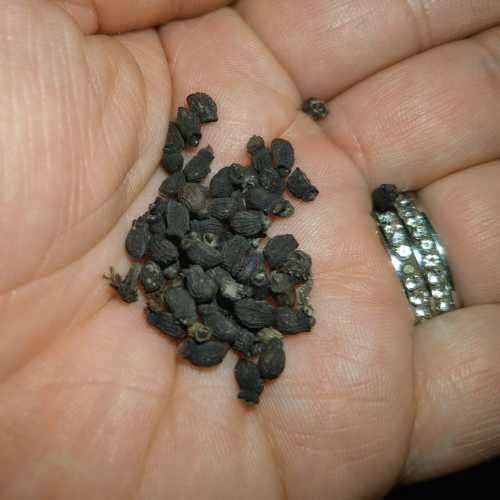 Borage Purple Edible Flower Organic - 30 Seeds