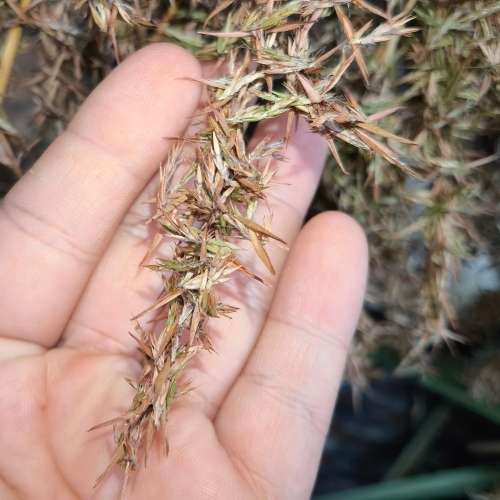 Lemon Grass Organic - 10 Seeds