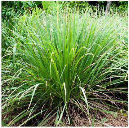 Lemon Grass Organic - 10 Seeds