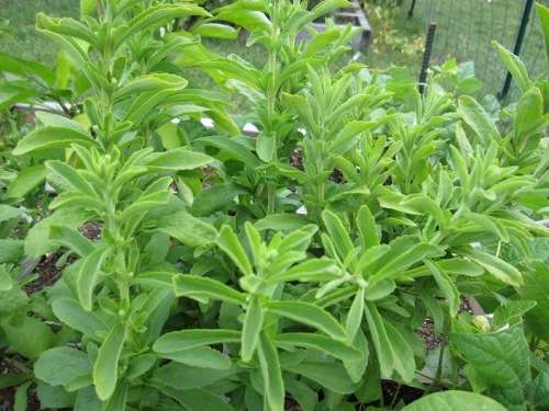 Stevia Rebaudiana Organic - 10 Seeds