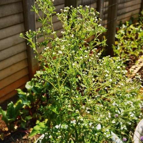 Stevia Rebaudiana Organic - 10 Seeds