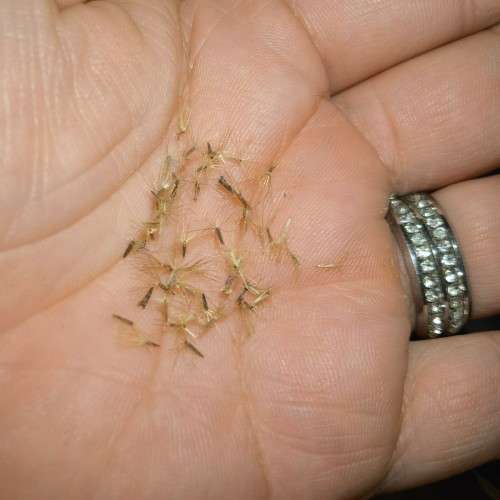 Stevia Rebaudiana Organic - 10 Seeds