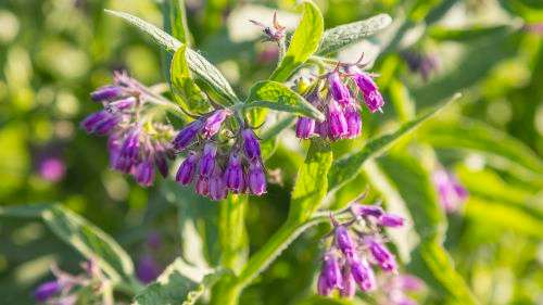 Comfrey Organic - 5 Seeds