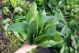 Comfrey Organic - 5 Seeds