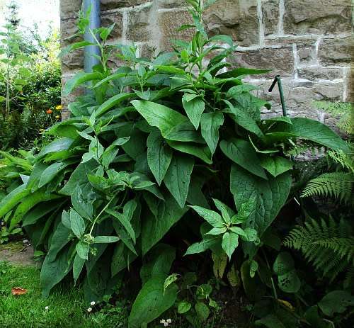 Comfrey Organic - 5 Seeds