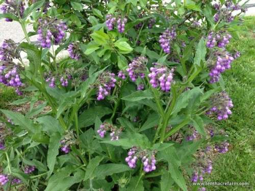 Comfrey Organic - 5 Seeds