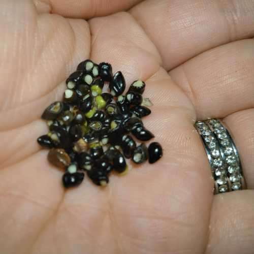 Comfrey Organic - 5 Seeds