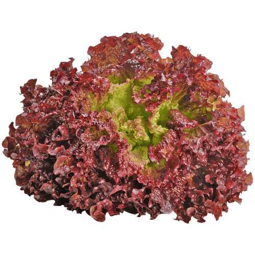 Lettuce Lollo Rosso Red Organic - 50 Seeds (3 for the Price of 1)