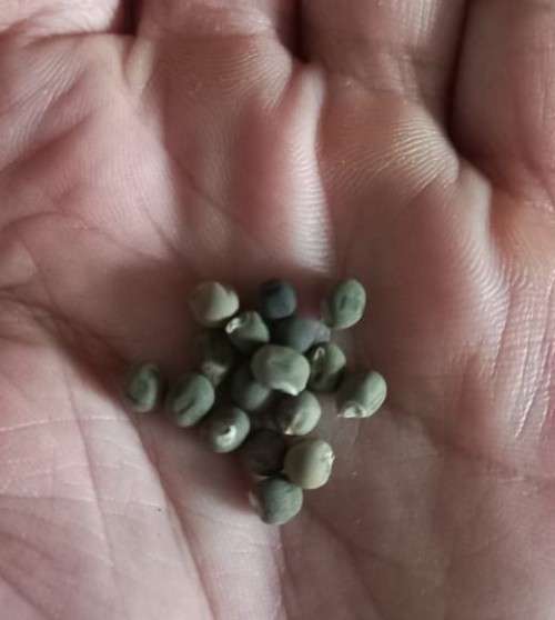 Okra Red Burgundy Organic - 20 Seeds