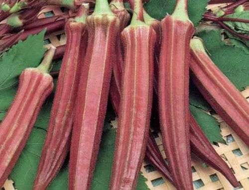 Okra Red Burgundy Organic - 20 Seeds