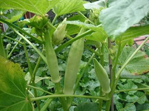 Okra Silver Queen Organic - 30 Seeds