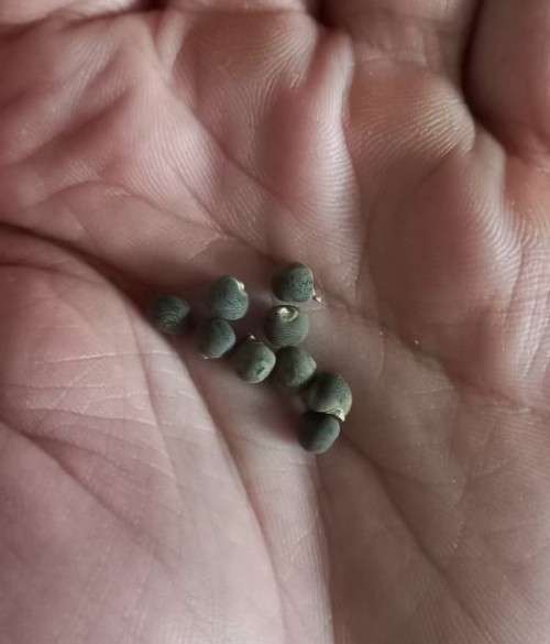 Okra Silver Queen Organic - 30 Seeds