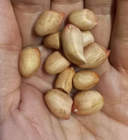 Peanut Big Brown Organic - 10 Seeds