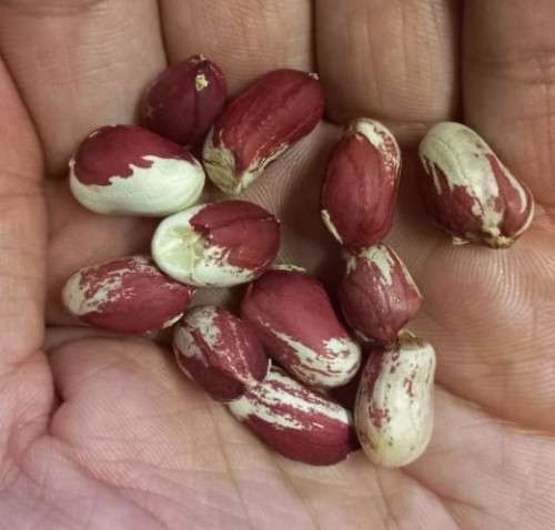 Peanut Speckled Organic - 10 Seeds