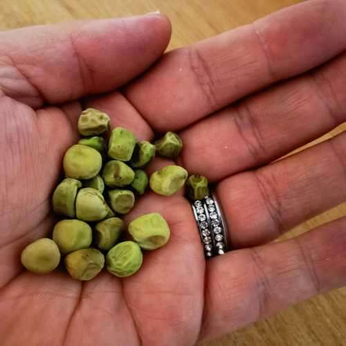 Pea Purple Pod Organic (15ml Seeds)