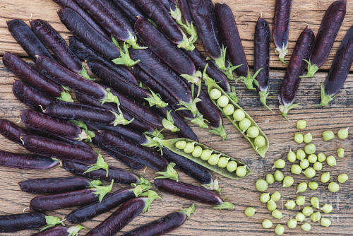Pea Purple Pod Organic (15ml Seeds)