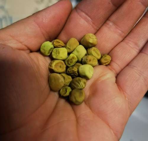 Pea Purple Pod Organic (15ml Seeds)