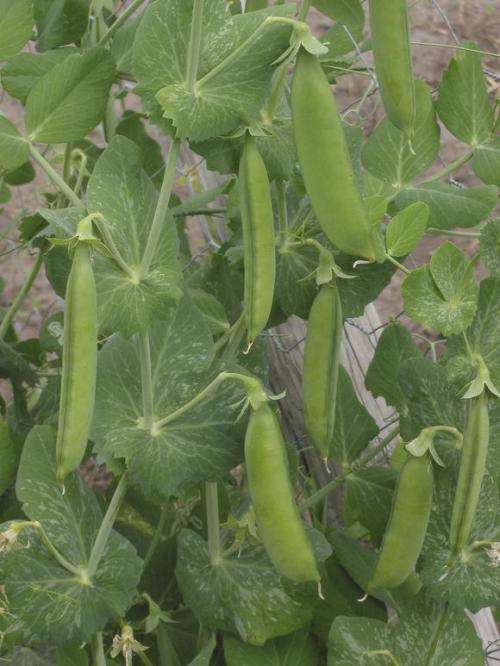 Pea Greenfeast Garden Pod Organic - 20 Seeds