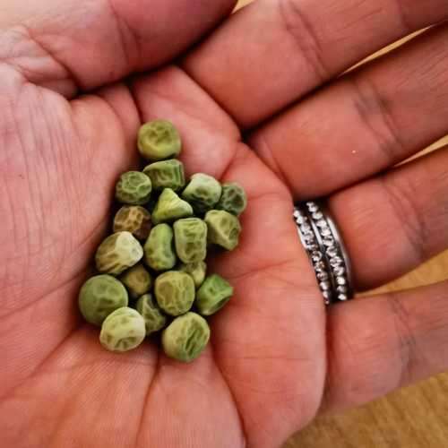 Pea Greenfeast Garden Pod Organic - 20 Seeds