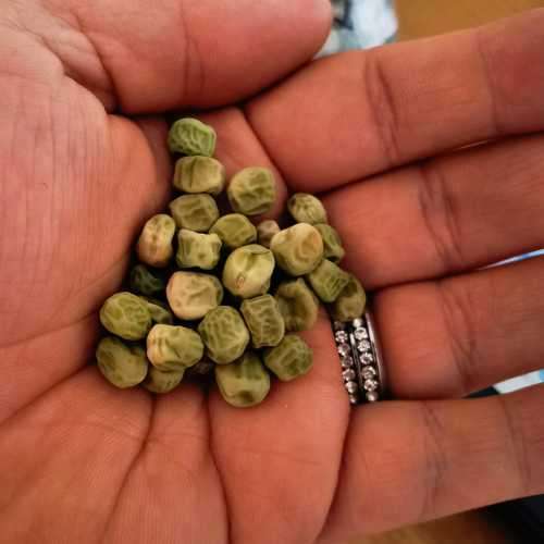 Pea Sugar Snap Organic - 20 Seeds