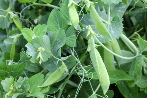 Pea Sugar Snap Organic - 20 Seeds