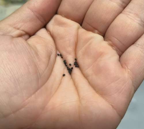 Gypsophila Paniculata/Elegance Alba - 20 Seeds (3 for the Price of 1)