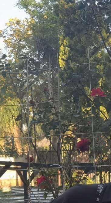 Rose Dark Red and Fragrant - 5 Seeds