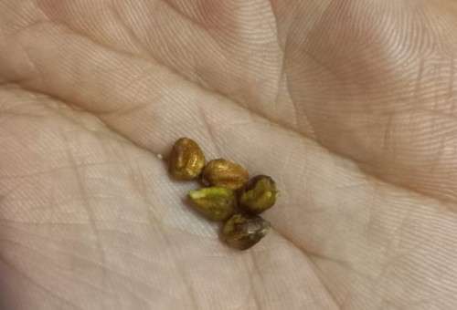 Rose Dark Red and Fragrant - 5 Seeds