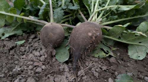 Radish Nero Tondo Black Organic - 40 Seeds