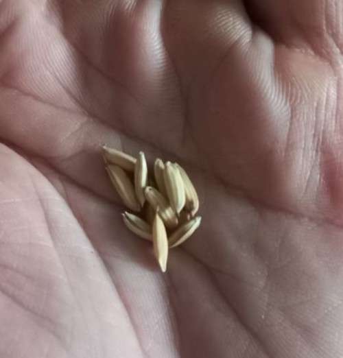 Rice Blue Bonnet Organic - 30 Seeds