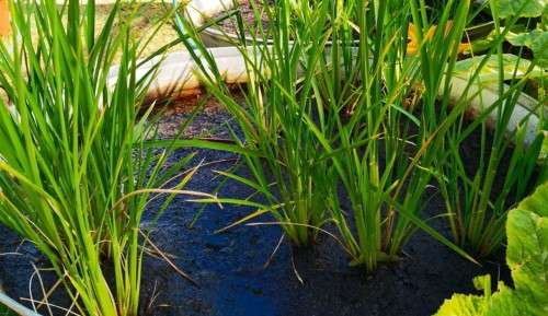 Rice Blue Bonnet Organic - 30 Seeds