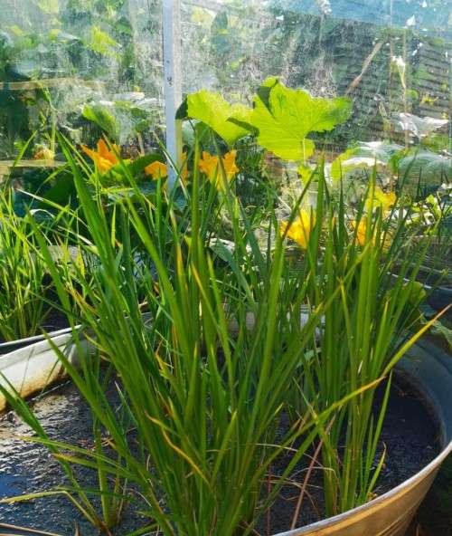 Rice Long Grain Organic - 30 Seeds