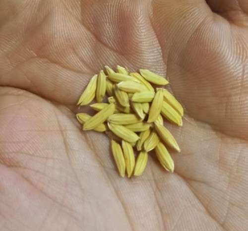 Rice Long Grain Organic - 30 Seeds