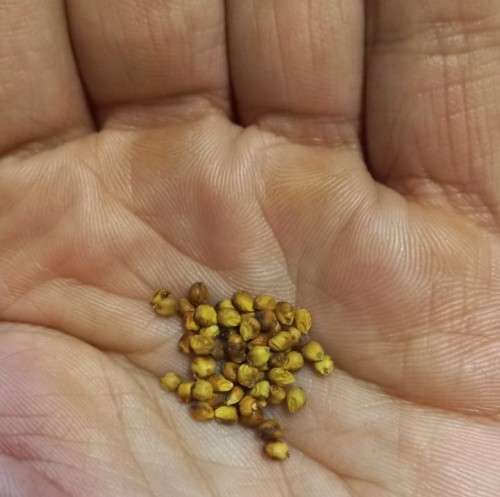 Sorghum Honey Drip Organic - 50 Seeds (2 for the Price of 1)