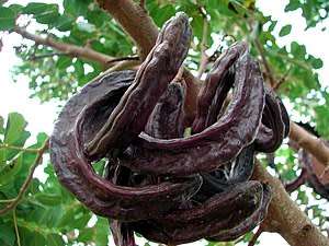 Chocolate Carob (Ceratonia Siliqua) Tree - 5 Seeds