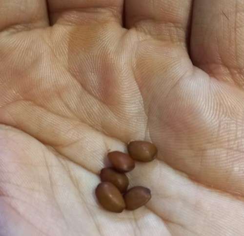 Chocolate Carob (Ceratonia Siliqua) Tree - 5 Seeds