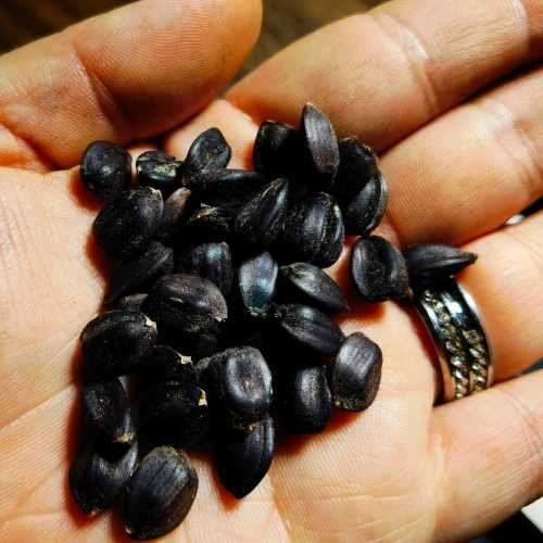 Sunflower Giant Black Nigerian Oil Organic - 30 Seeds