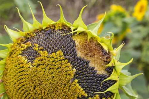 Sunflower Giant Black Nigerian Oil Organic - 30 Seeds