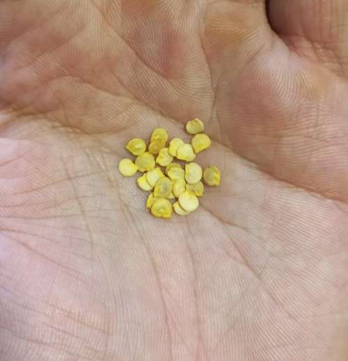 Bell Pepper California Wonder Organic - 20 Seeds