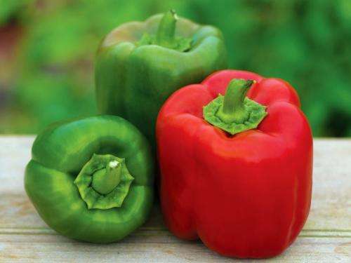 Bell Pepper California Wonder Organic - 20 Seeds