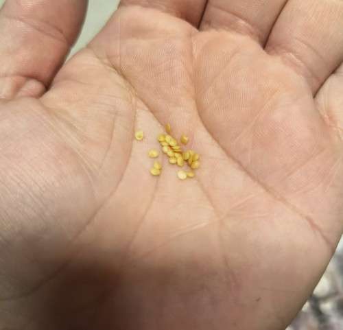 Tomatillo Really Purple Organic - 20 Seeds