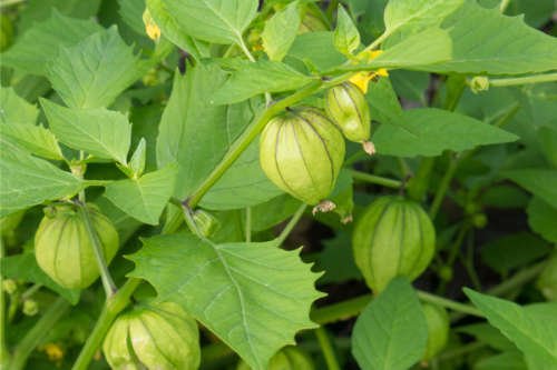 Tomatillo Verde Organic - 15 Seeds