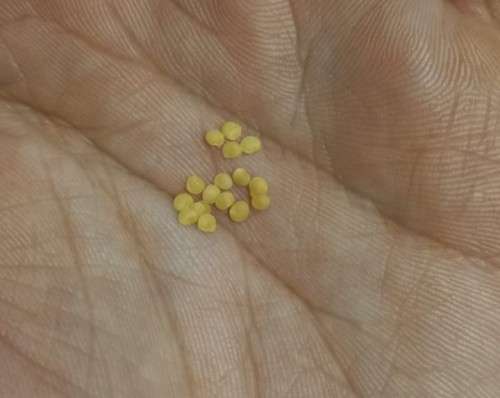 Tomatillo Verde Organic - 15 Seeds