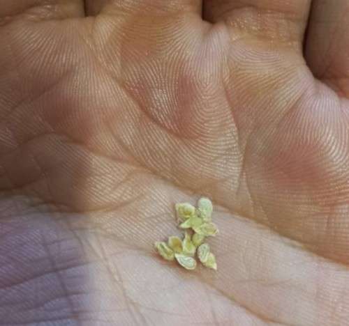 Tomato Indigo Rose Organic - 10 Seeds